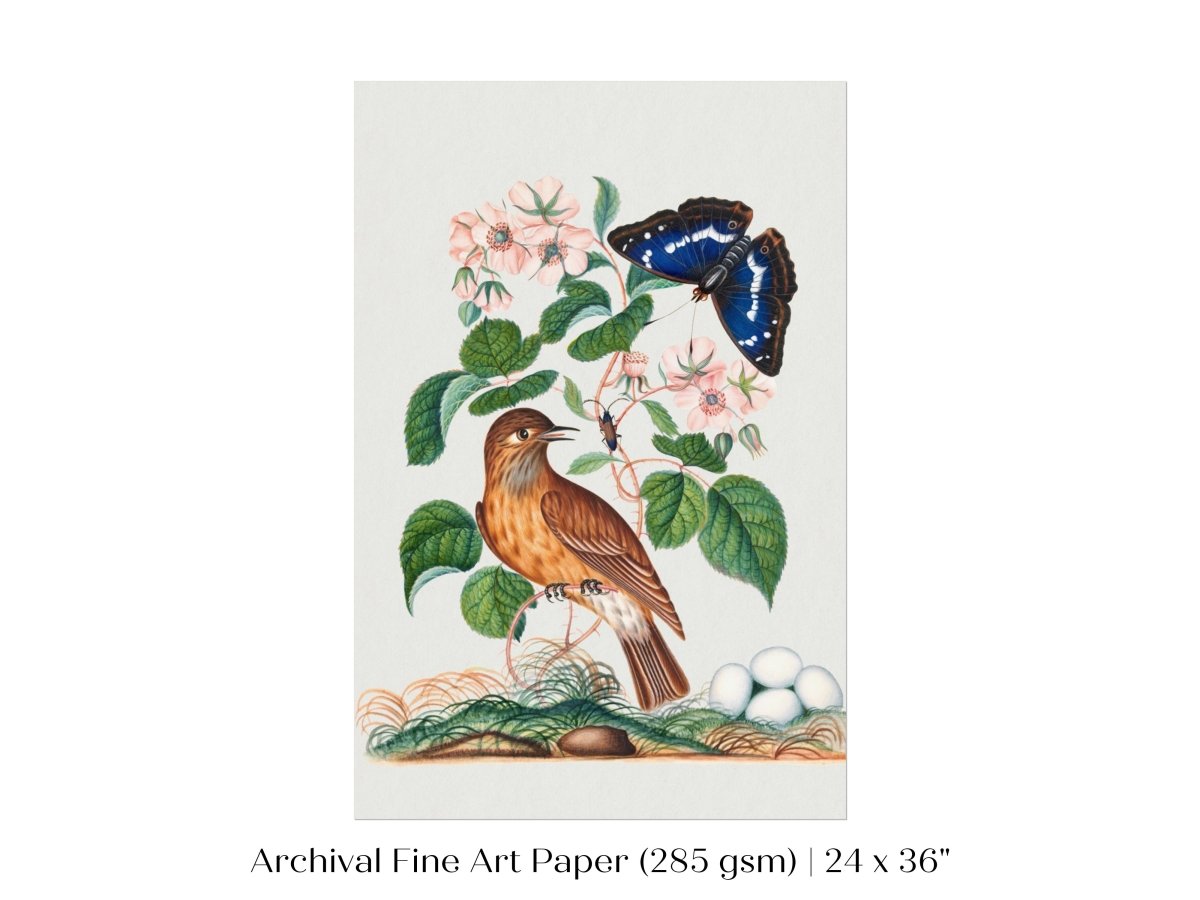 Spotted Flycatcher and Butterfly Illustration | P206 - Single Art Prints - Piccolo Fiore Prints