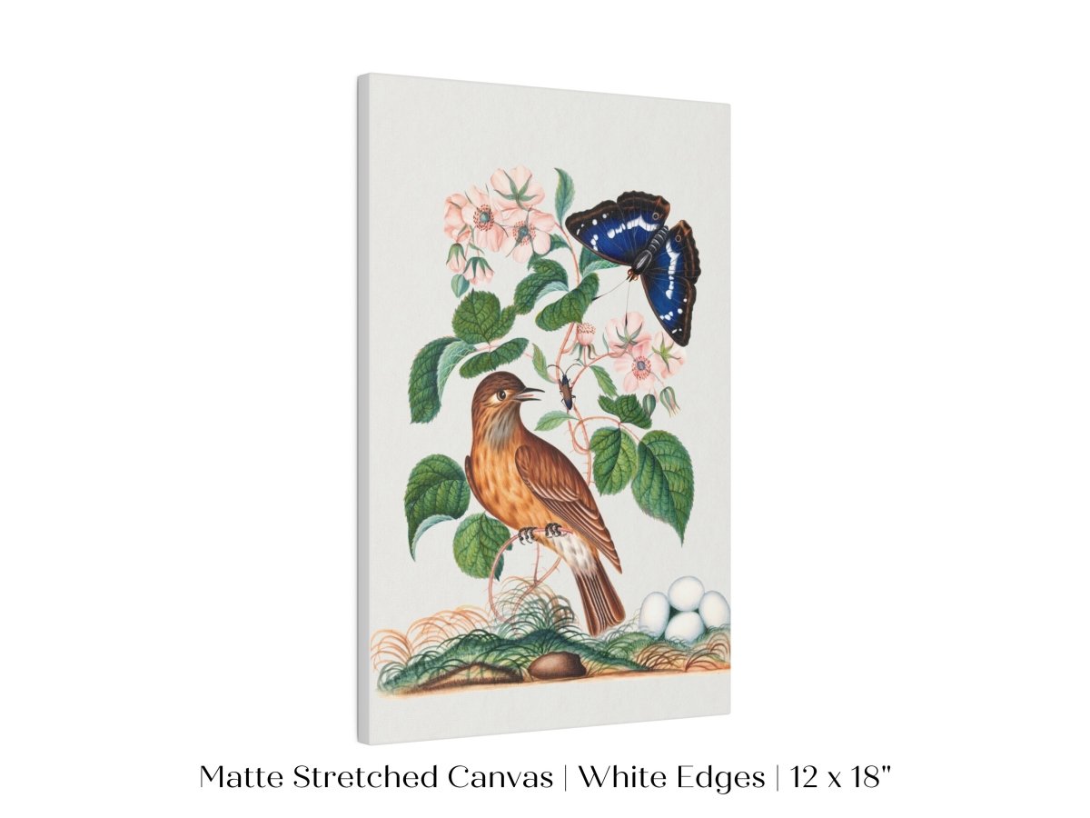 Spotted Flycatcher and Butterfly Illustration | P206 - Single Art Prints - Piccolo Fiore Prints