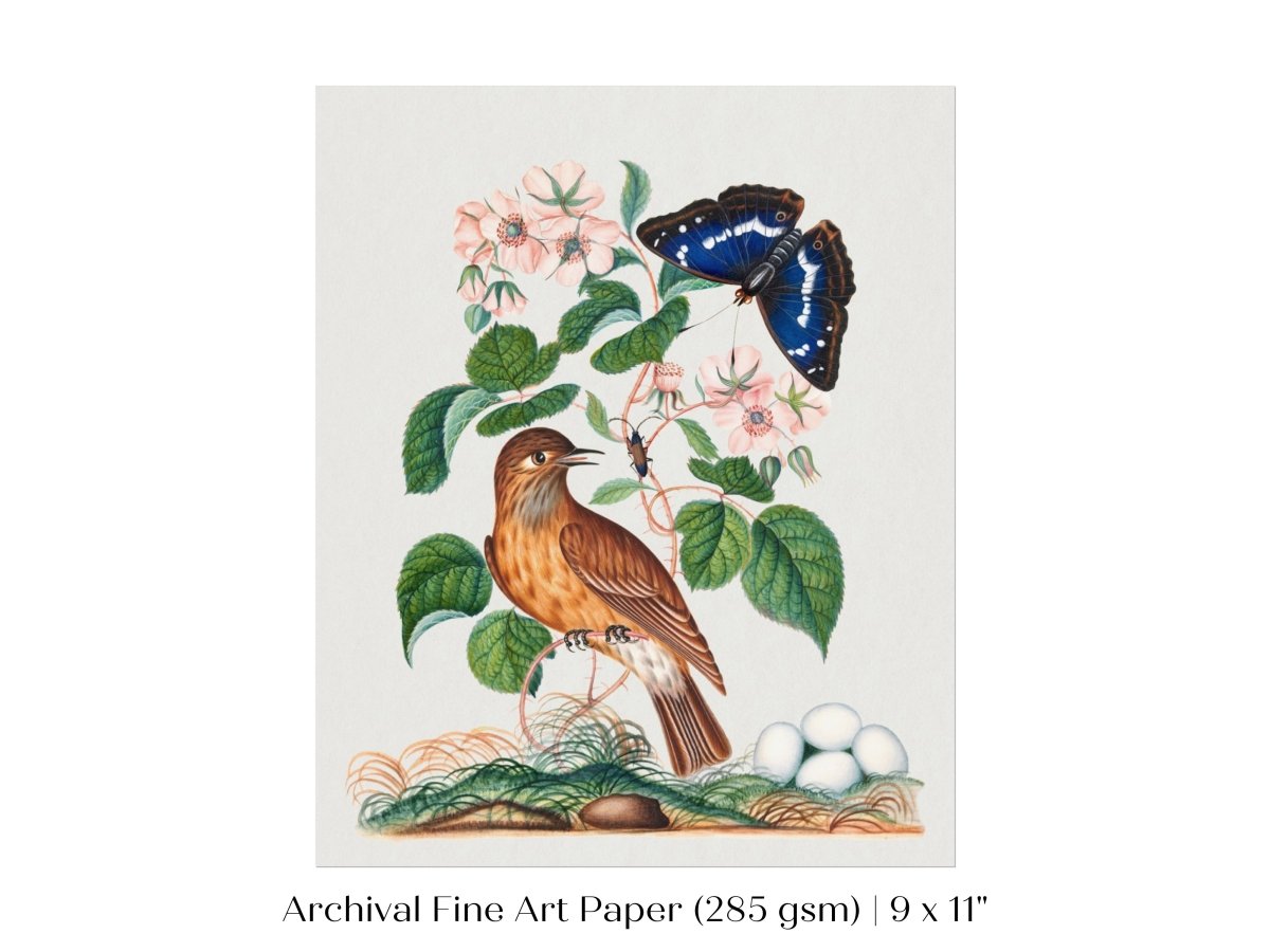 Spotted Flycatcher and Butterfly Illustration | P206 - Single Art Prints - Piccolo Fiore Prints