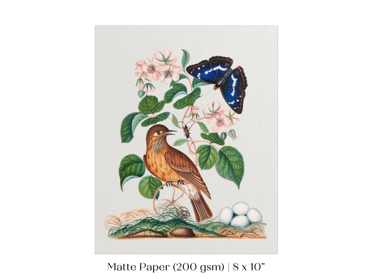 Spotted Flycatcher and Butterfly Illustration | P206 - Single Art Prints - Piccolo Fiore Prints