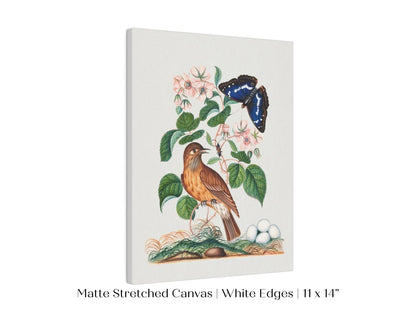 Spotted Flycatcher and Butterfly Illustration | P206 - Single Art Prints - Piccolo Fiore Prints
