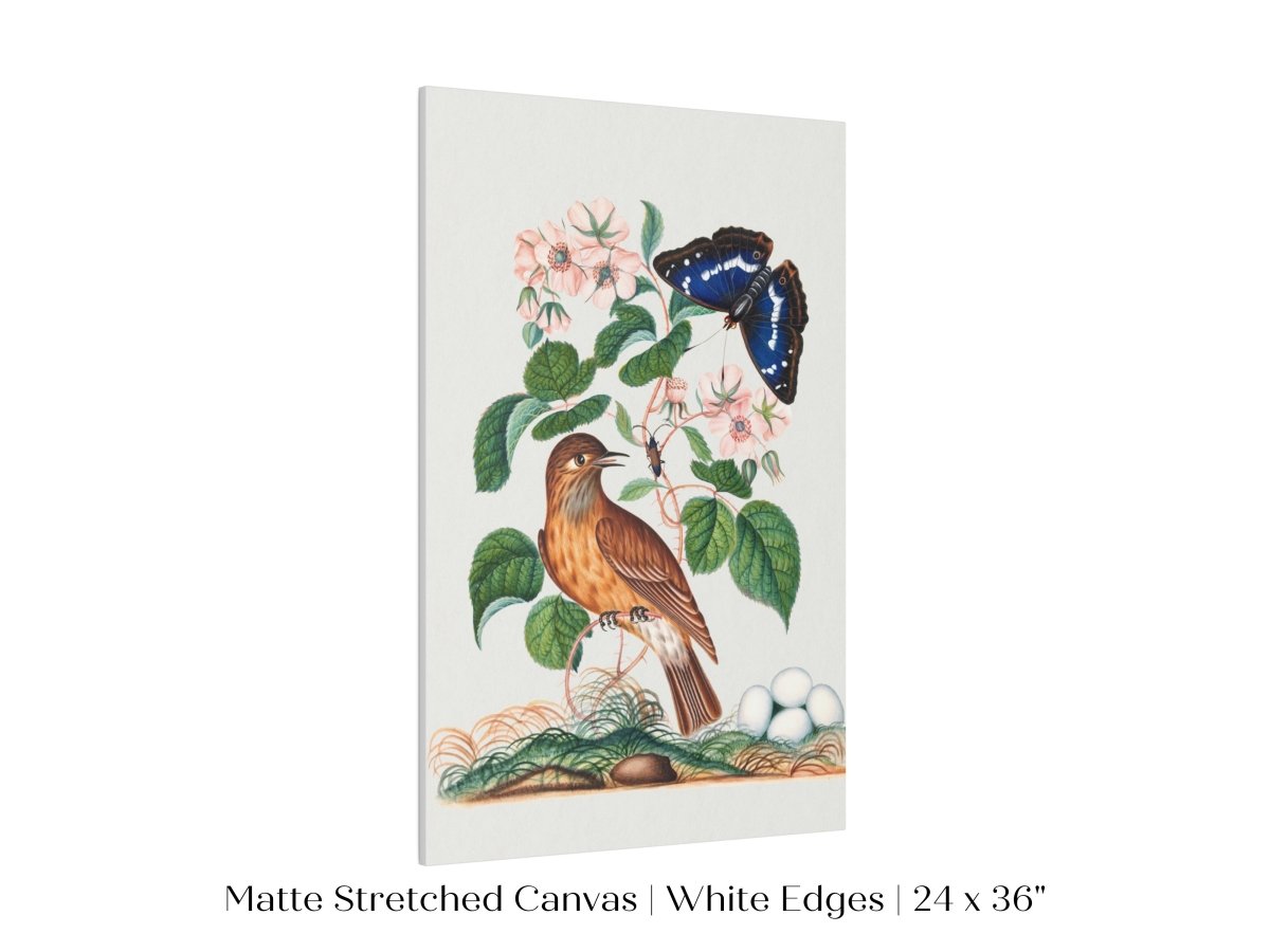 Spotted Flycatcher and Butterfly Illustration | P206 - Single Art Prints - Piccolo Fiore Prints
