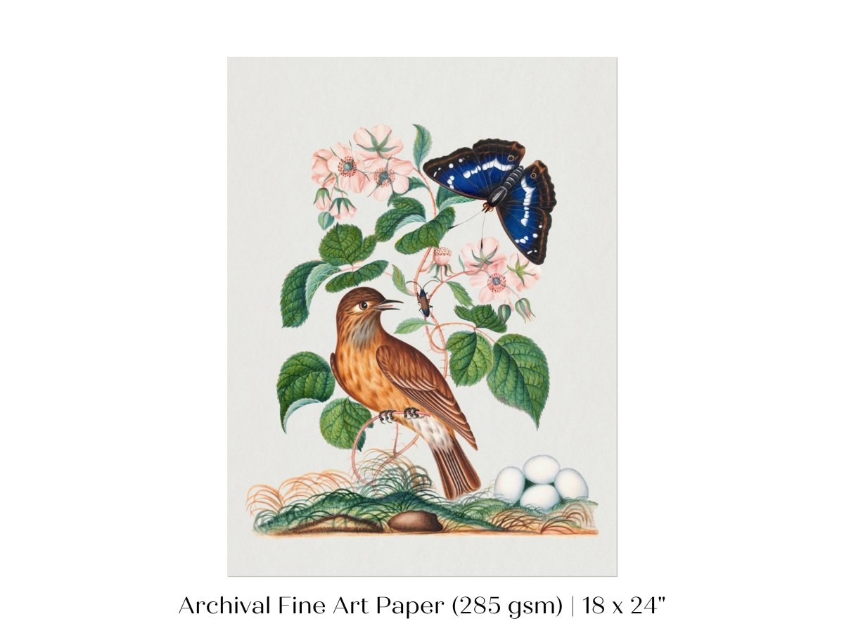 Spotted Flycatcher and Butterfly Illustration | P206 - Single Art Prints - Piccolo Fiore Prints