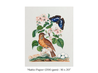 Spotted Flycatcher and Butterfly Illustration | P206 - Single Art Prints - Piccolo Fiore Prints
