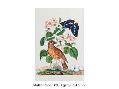 Spotted Flycatcher and Butterfly Illustration | P206 - Single Art Prints - Piccolo Fiore Prints