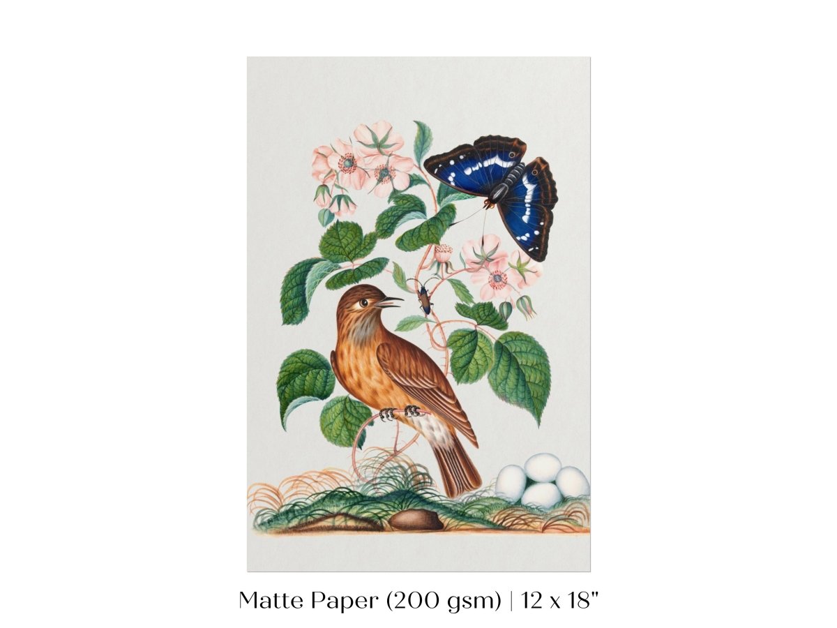 Spotted Flycatcher and Butterfly Illustration | P206 - Single Art Prints - Piccolo Fiore Prints