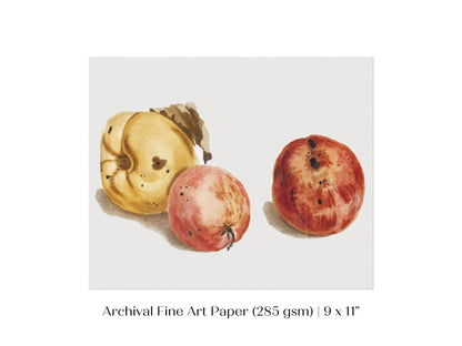 Still Life of a Quince and Two Apples | P35 - Single Art Prints - Piccolo Fiore Prints