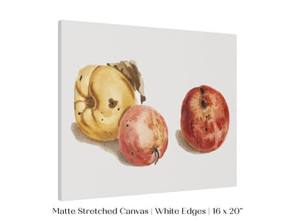 Still Life of a Quince and Two Apples | P35 - Single Art Prints - Piccolo Fiore Prints