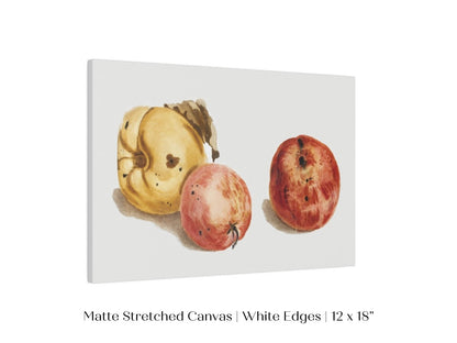 Still Life of a Quince and Two Apples | P35 - Single Art Prints - Piccolo Fiore Prints