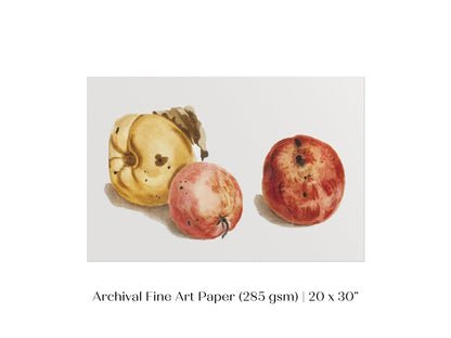 Still Life of a Quince and Two Apples | P35 - Single Art Prints - Piccolo Fiore Prints