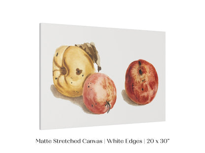 Still Life of a Quince and Two Apples | P35 - Single Art Prints - Piccolo Fiore Prints