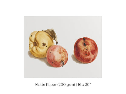 Still Life of a Quince and Two Apples | P35 - Single Art Prints - Piccolo Fiore Prints