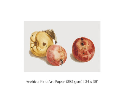 Still Life of a Quince and Two Apples | P35 - Single Art Prints - Piccolo Fiore Prints