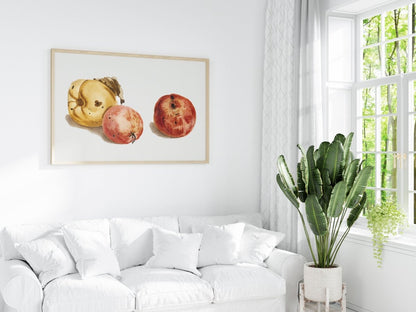 Still Life of a Quince and Two Apples | P35 - Single Art Prints - Piccolo Fiore Prints