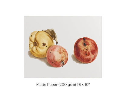 Still Life of a Quince and Two Apples | P35 - Single Art Prints - Piccolo Fiore Prints