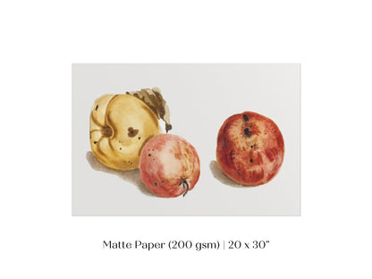 Still Life of a Quince and Two Apples | P35 - Single Art Prints - Piccolo Fiore Prints