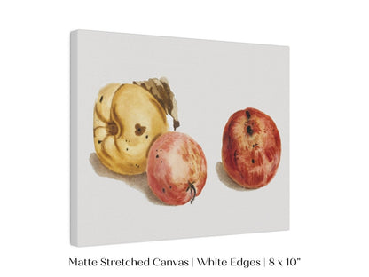 Still Life of a Quince and Two Apples | P35 - Single Art Prints - Piccolo Fiore Prints