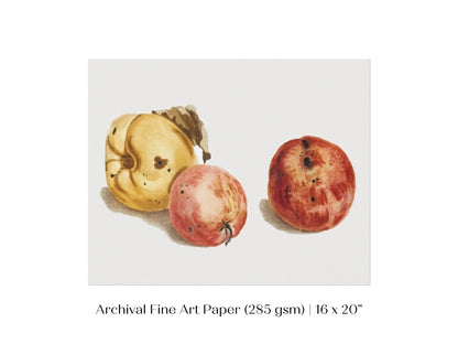 Still Life of a Quince and Two Apples | P35 - Single Art Prints - Piccolo Fiore Prints