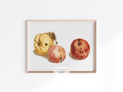 Still Life of a Quince and Two Apples | P35 - Single Art Prints - Piccolo Fiore Prints