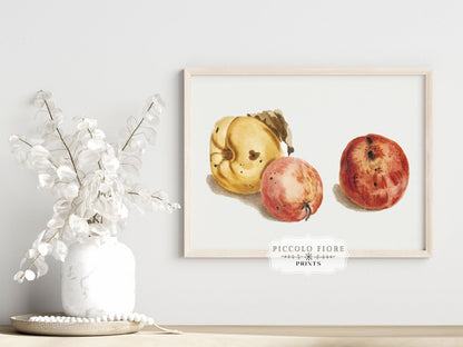 Still Life of a Quince and Two Apples | P35 - Single Art Prints - Piccolo Fiore Prints
