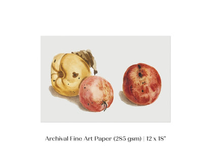 Still Life of a Quince and Two Apples | P35 - Single Art Prints - Piccolo Fiore Prints
