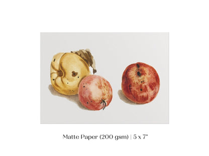 Still Life of a Quince and Two Apples | P35 - Single Art Prints - Piccolo Fiore Prints
