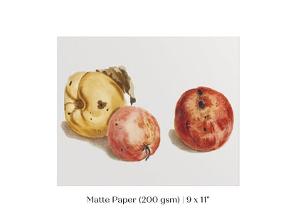 Still Life of a Quince and Two Apples | P35 - Single Art Prints - Piccolo Fiore Prints