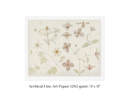 Study Sheet with Sea Thistle, Hop and Clematis | P149 - Single Art Prints - Piccolo Fiore Prints