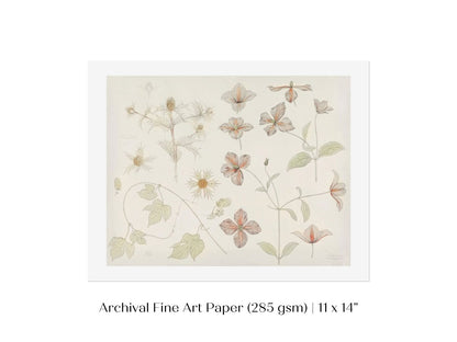Study Sheet with Sea Thistle, Hop and Clematis | P149 - Single Art Prints - Piccolo Fiore Prints