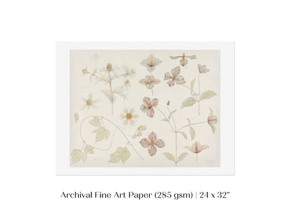 Study Sheet with Sea Thistle, Hop and Clematis | P149 - Single Art Prints - Piccolo Fiore Prints