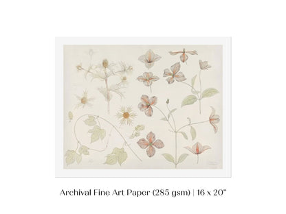 Study Sheet with Sea Thistle, Hop and Clematis | P149 - Single Art Prints - Piccolo Fiore Prints