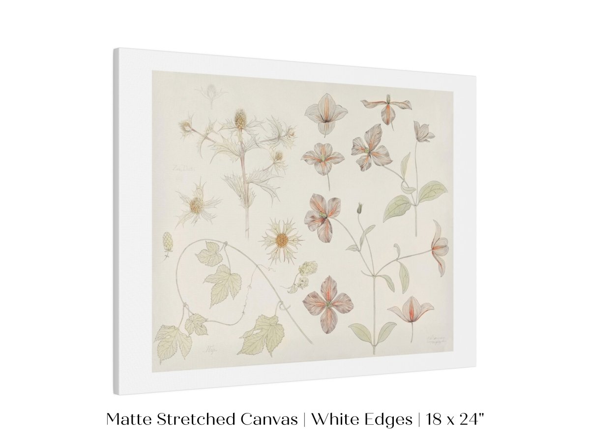 Study Sheet with Sea Thistle, Hop and Clematis | P149 - Single Art Prints - Piccolo Fiore Prints