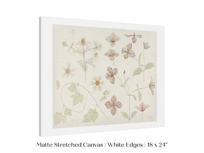 Study Sheet with Sea Thistle, Hop and Clematis | P149 - Single Art Prints - Piccolo Fiore Prints