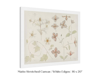 Study Sheet with Sea Thistle, Hop and Clematis | P149 - Single Art Prints - Piccolo Fiore Prints
