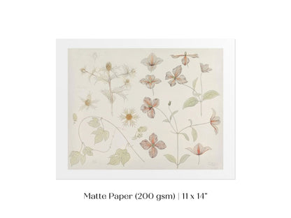 Study Sheet with Sea Thistle, Hop and Clematis | P149 - Single Art Prints - Piccolo Fiore Prints