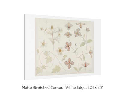 Study Sheet with Sea Thistle, Hop and Clematis | P149 - Single Art Prints - Piccolo Fiore Prints