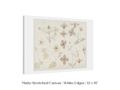 Study Sheet with Sea Thistle, Hop and Clematis | P149 - Single Art Prints - Piccolo Fiore Prints