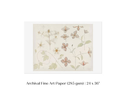 Study Sheet with Sea Thistle, Hop and Clematis | P149 - Single Art Prints - Piccolo Fiore Prints