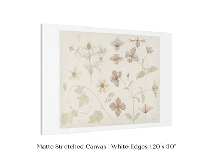 Study Sheet with Sea Thistle, Hop and Clematis | P149 - Single Art Prints - Piccolo Fiore Prints