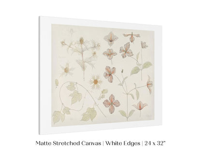 Study Sheet with Sea Thistle, Hop and Clematis | P149 - Single Art Prints - Piccolo Fiore Prints