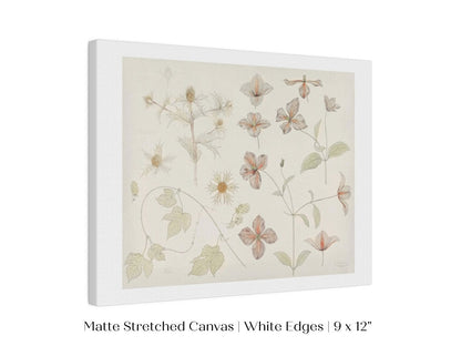 Study Sheet with Sea Thistle, Hop and Clematis | P149 - Single Art Prints - Piccolo Fiore Prints