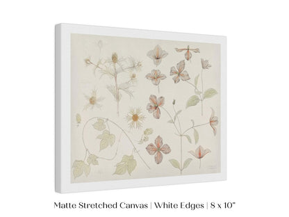 Study Sheet with Sea Thistle, Hop and Clematis | P149 - Single Art Prints - Piccolo Fiore Prints