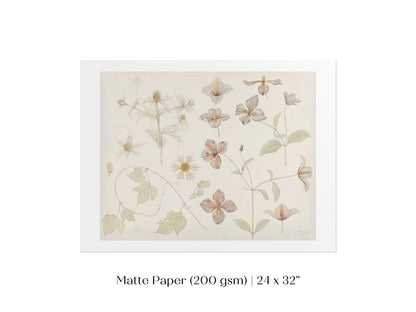 Study Sheet with Sea Thistle, Hop and Clematis | P149 - Single Art Prints - Piccolo Fiore Prints