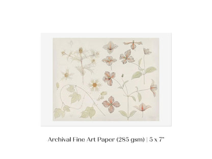 Study Sheet with Sea Thistle, Hop and Clematis | P149 - Single Art Prints - Piccolo Fiore Prints