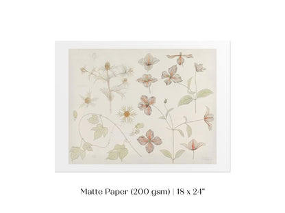 Study Sheet with Sea Thistle, Hop and Clematis | P149 - Single Art Prints - Piccolo Fiore Prints