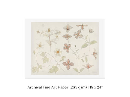 Study Sheet with Sea Thistle, Hop and Clematis | P149 - Single Art Prints - Piccolo Fiore Prints