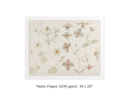 Study Sheet with Sea Thistle, Hop and Clematis | P149 - Single Art Prints - Piccolo Fiore Prints