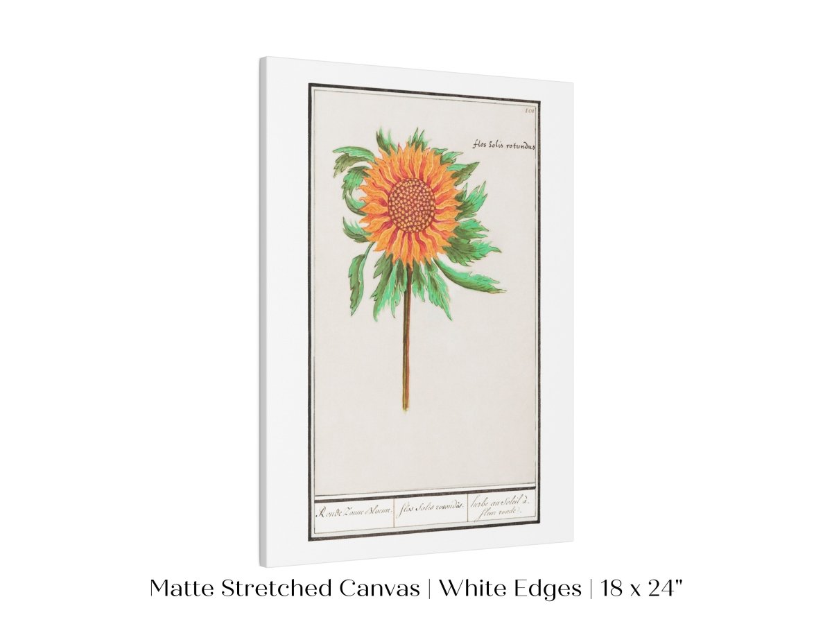 Sunflower Illustration | P364 - Single Art Prints - Piccolo Fiore Prints