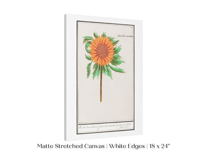 Sunflower Illustration | P364 - Single Art Prints - Piccolo Fiore Prints