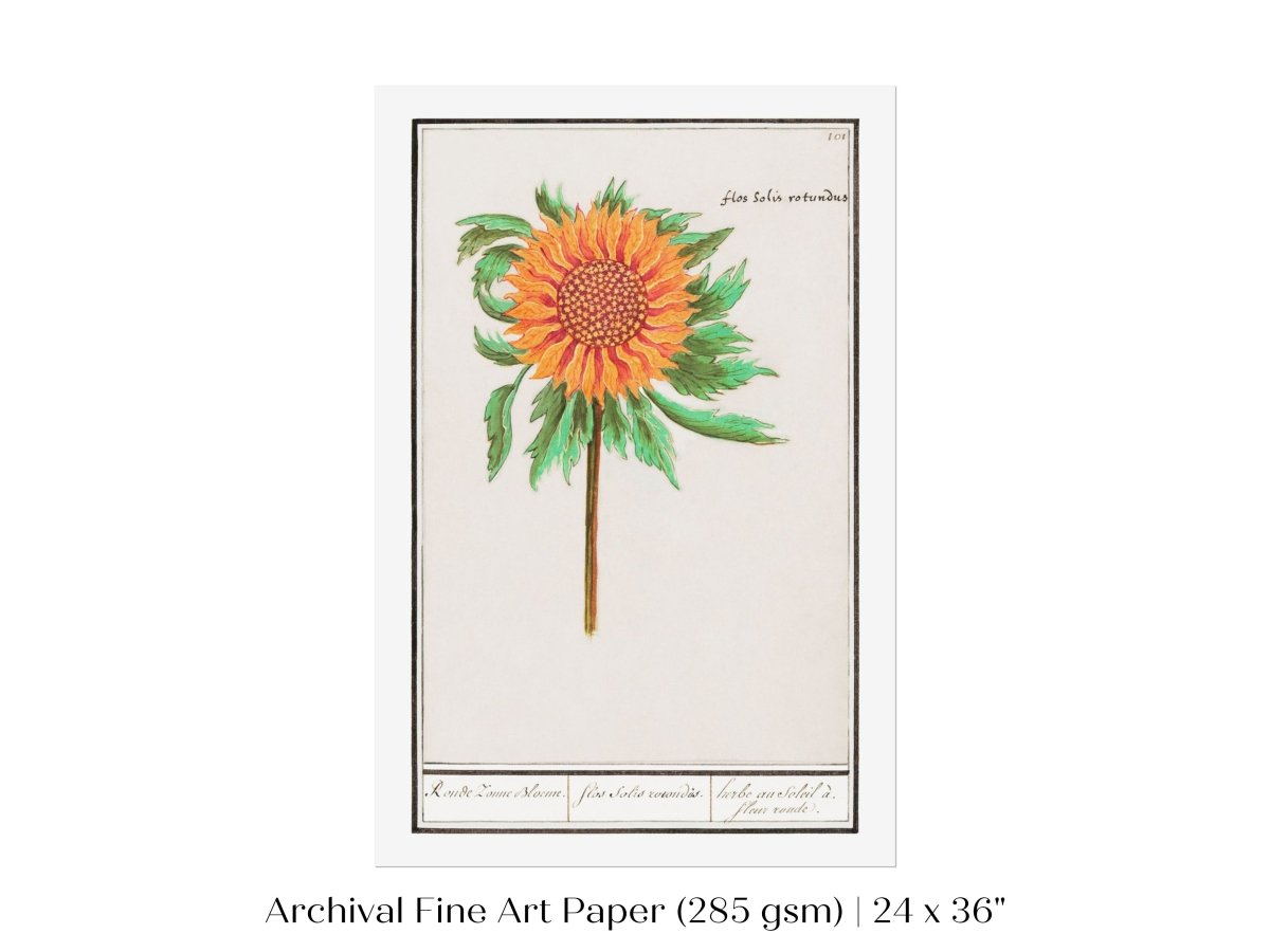 Sunflower Illustration | P364 - Single Art Prints - Piccolo Fiore Prints